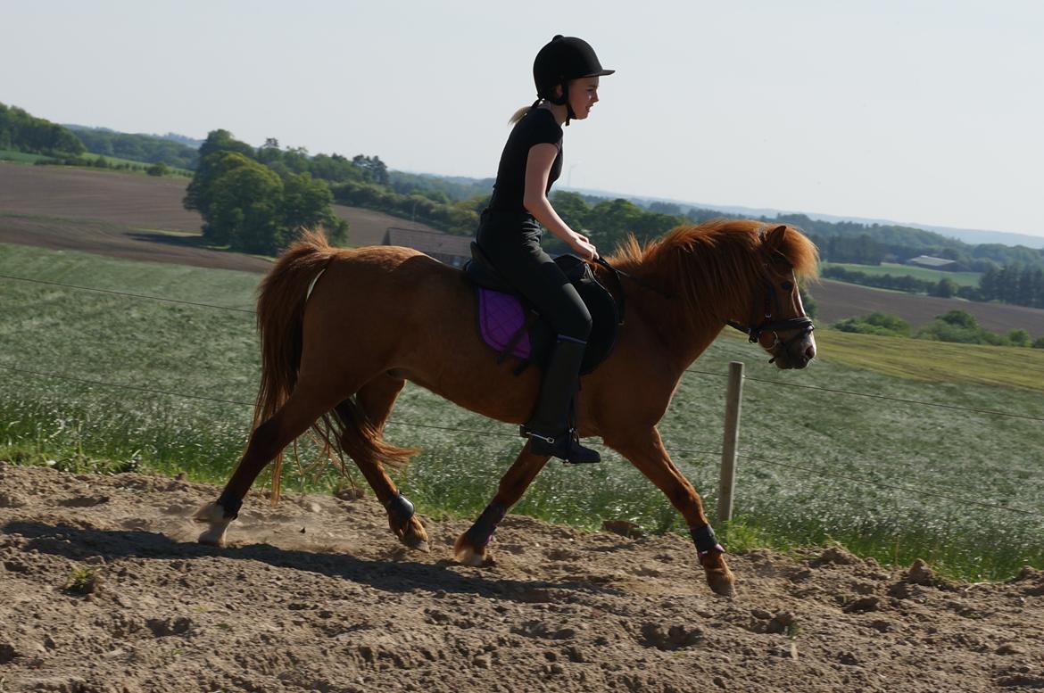 Anden særlig race Bounty billede 2