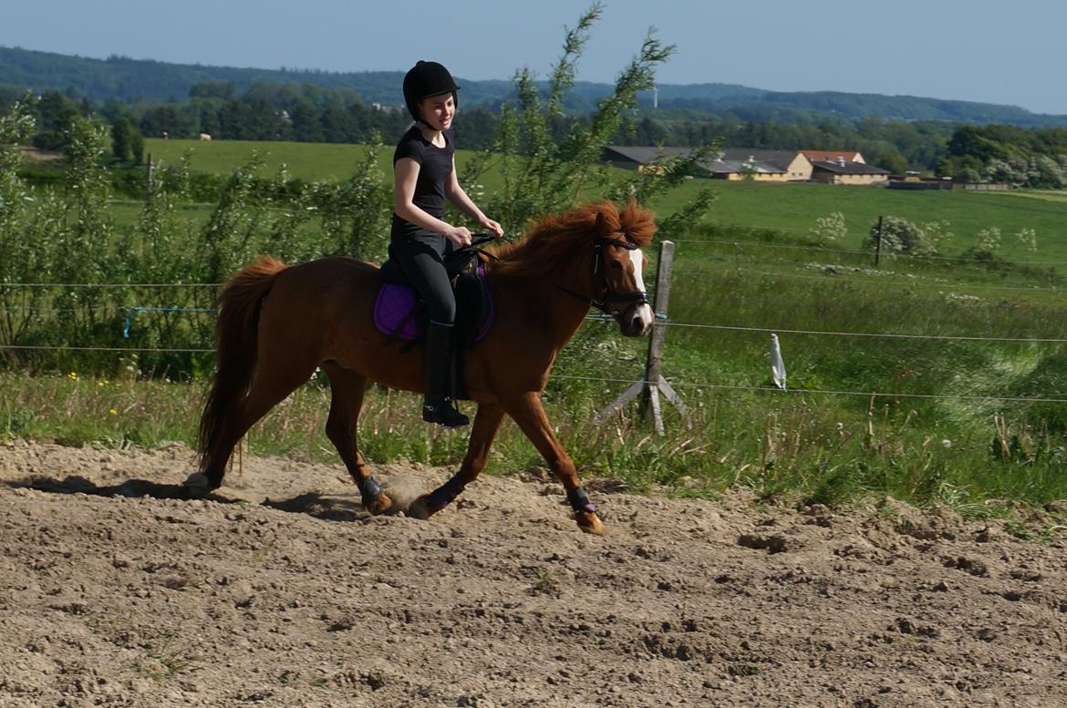 Anden særlig race Bounty billede 14