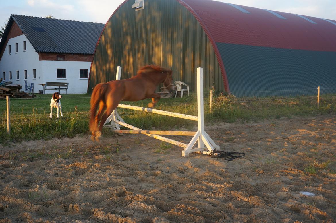 Anden særlig race Bounty billede 9