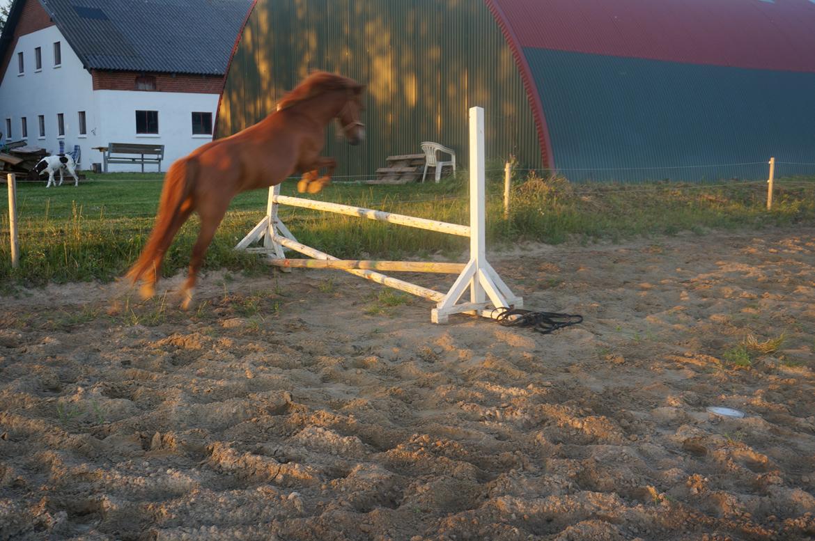 Anden særlig race Bounty billede 16