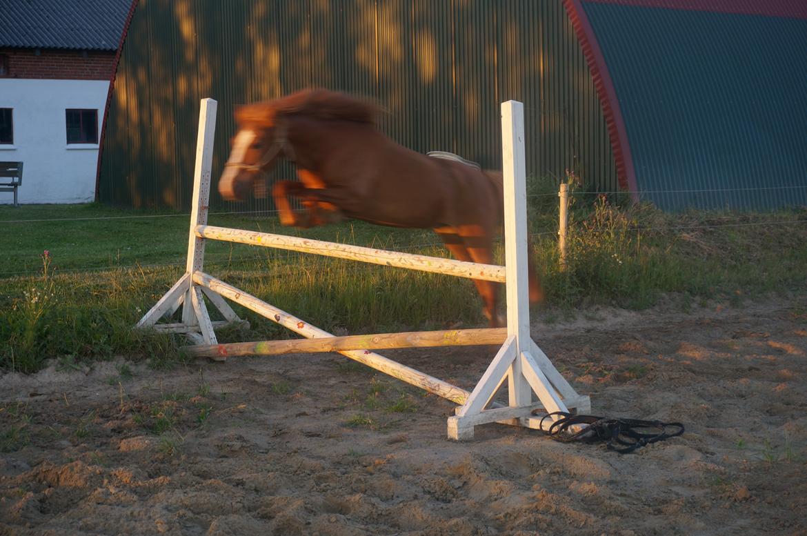 Anden særlig race Bounty billede 13