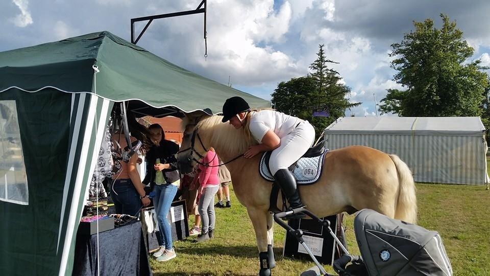 Haflinger Artist Junior billede 26