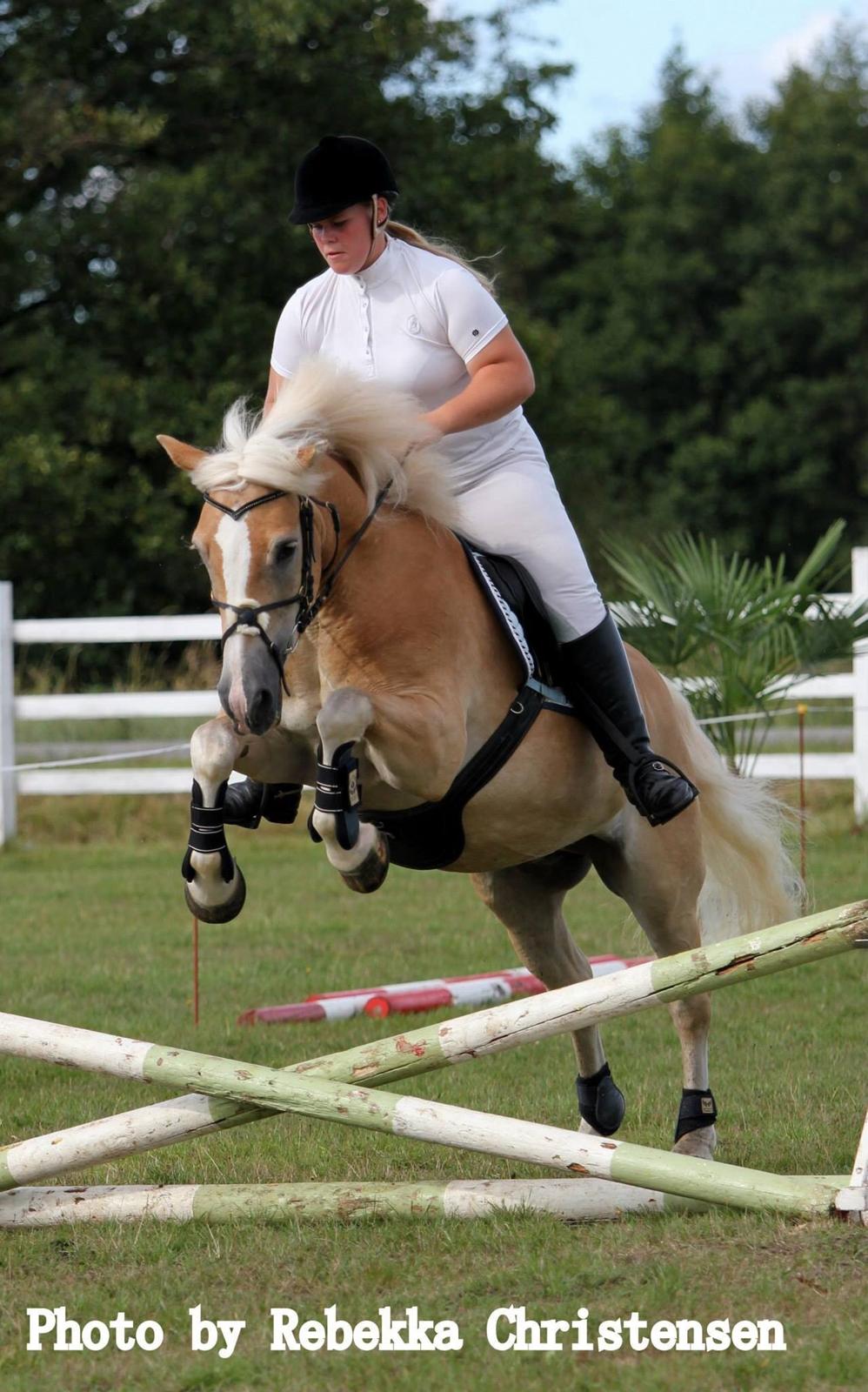 Haflinger Artist Junior billede 29