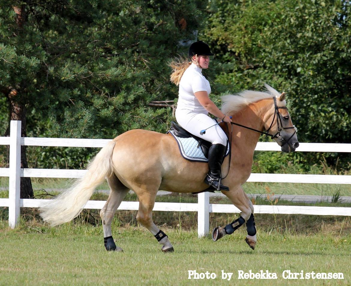 Haflinger Artist Junior billede 31