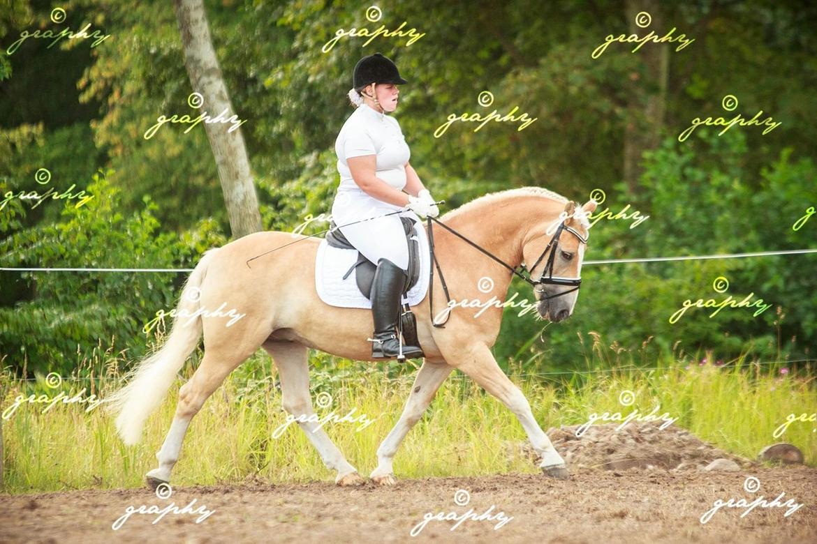 Haflinger Artist Junior billede 32