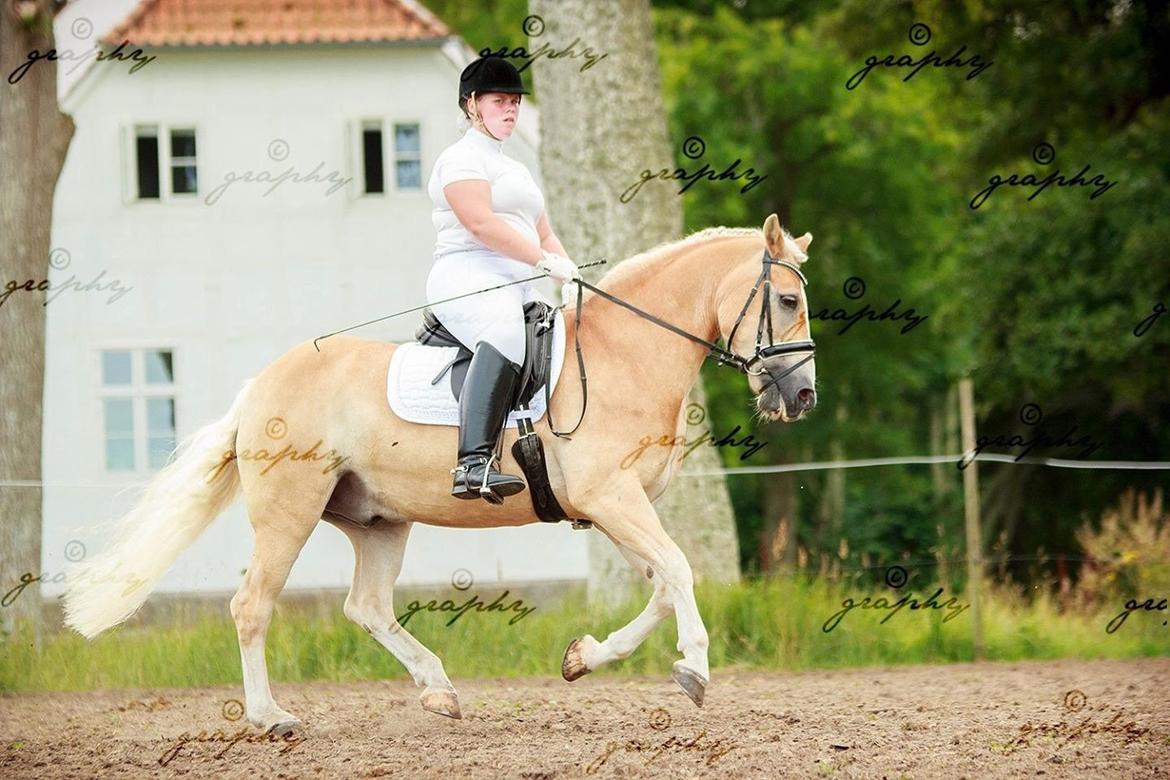 Haflinger Artist Junior billede 34