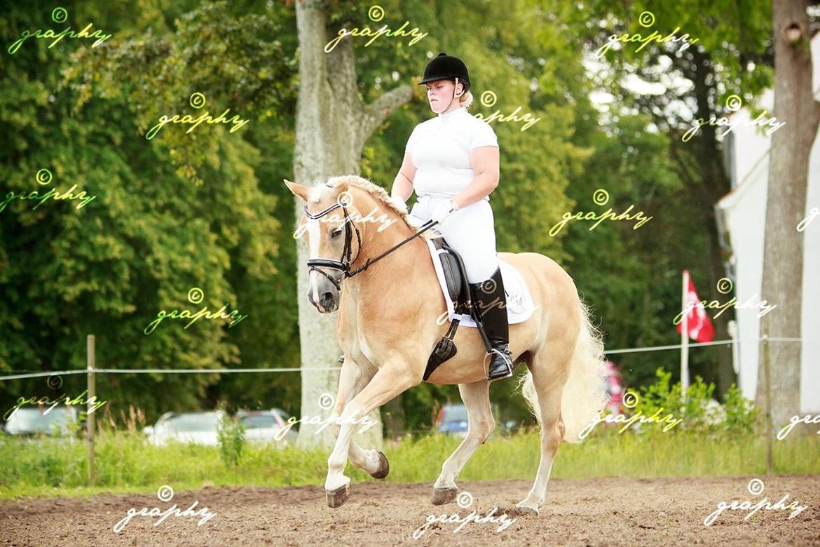 Haflinger Artist Junior billede 35