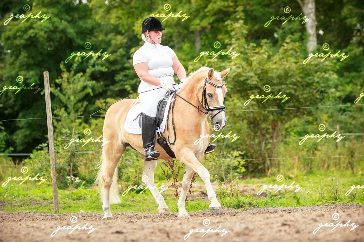 Haflinger Artist Junior billede 36