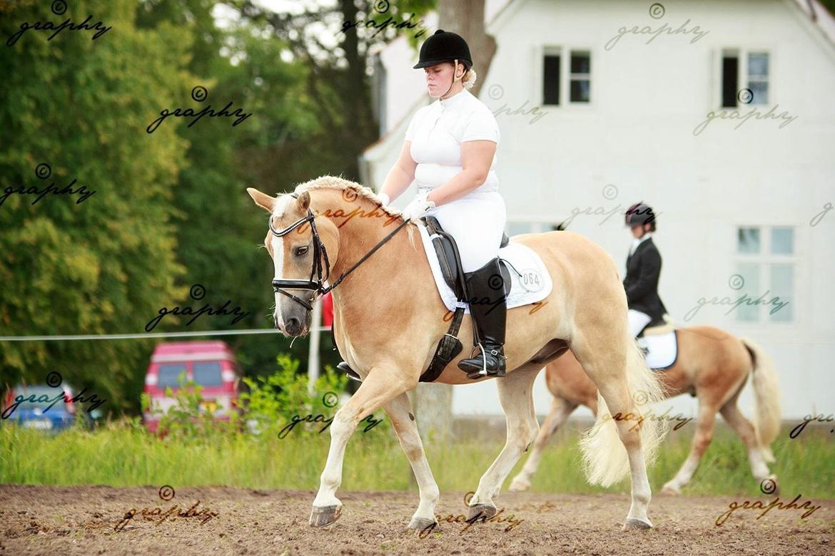 Haflinger Artist Junior billede 37