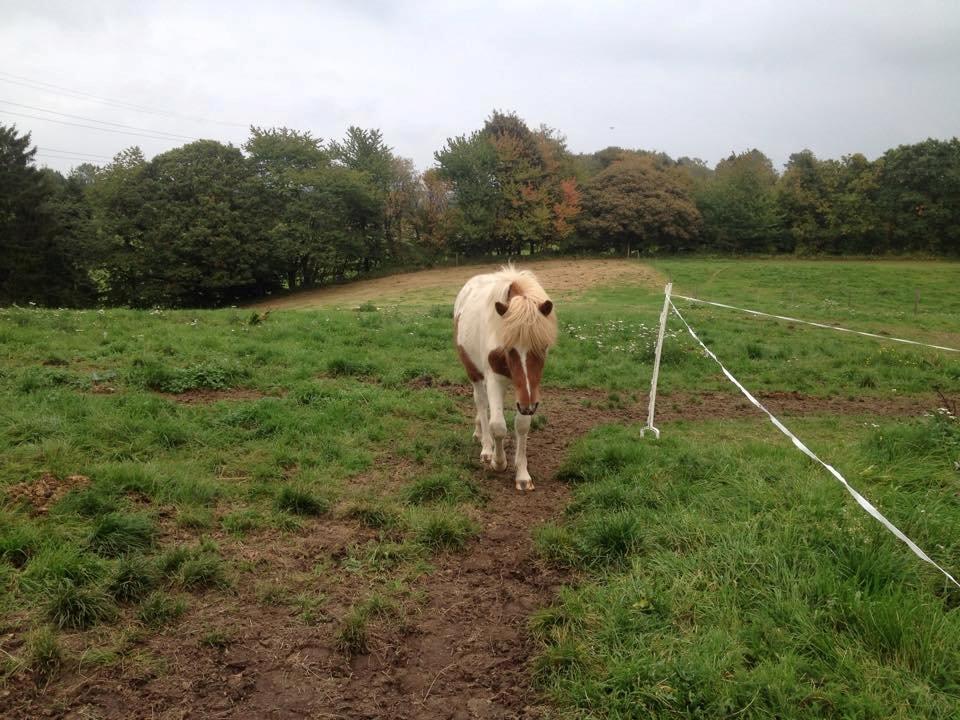 Islænder Ganti billede 2