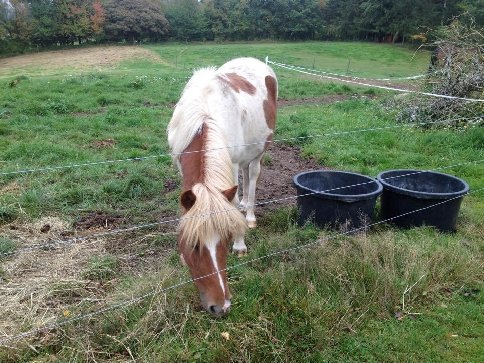 Islænder Ganti billede 4