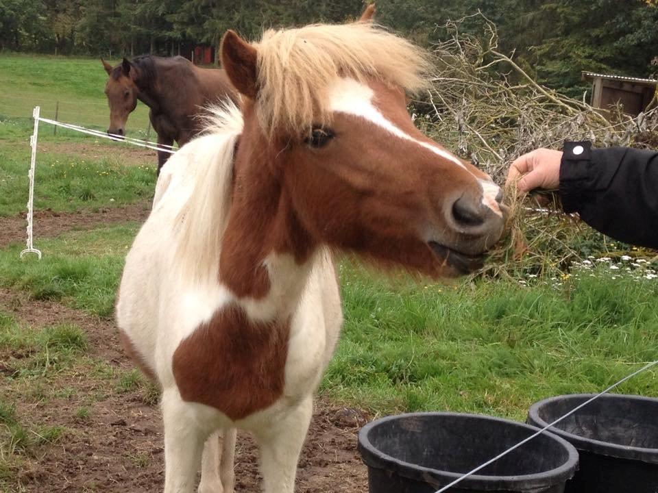 Islænder Ganti billede 5