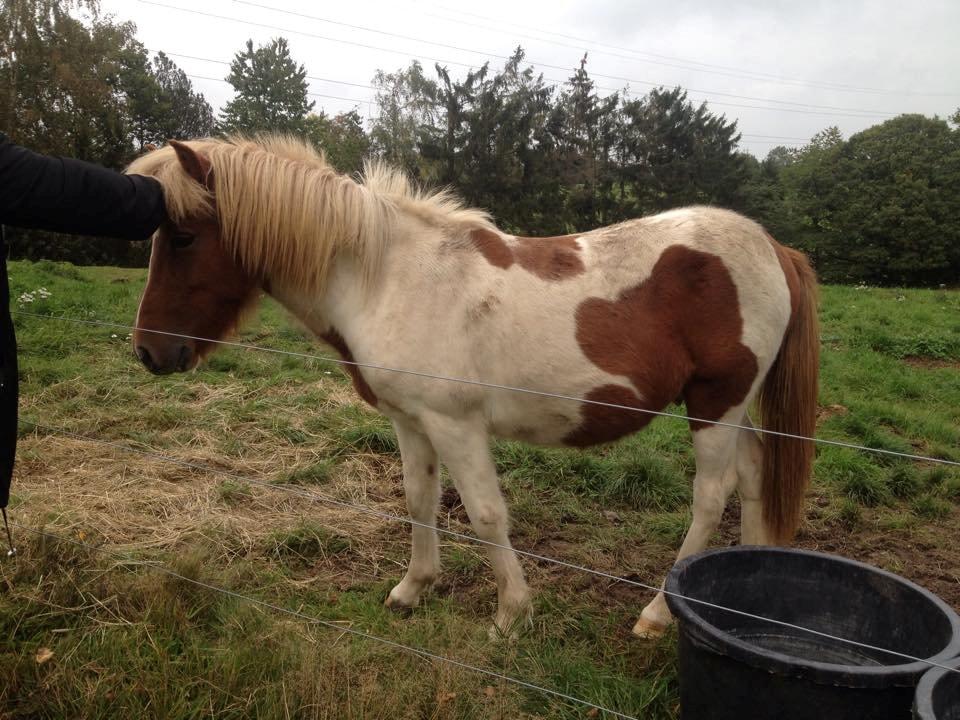 Islænder Ganti billede 3