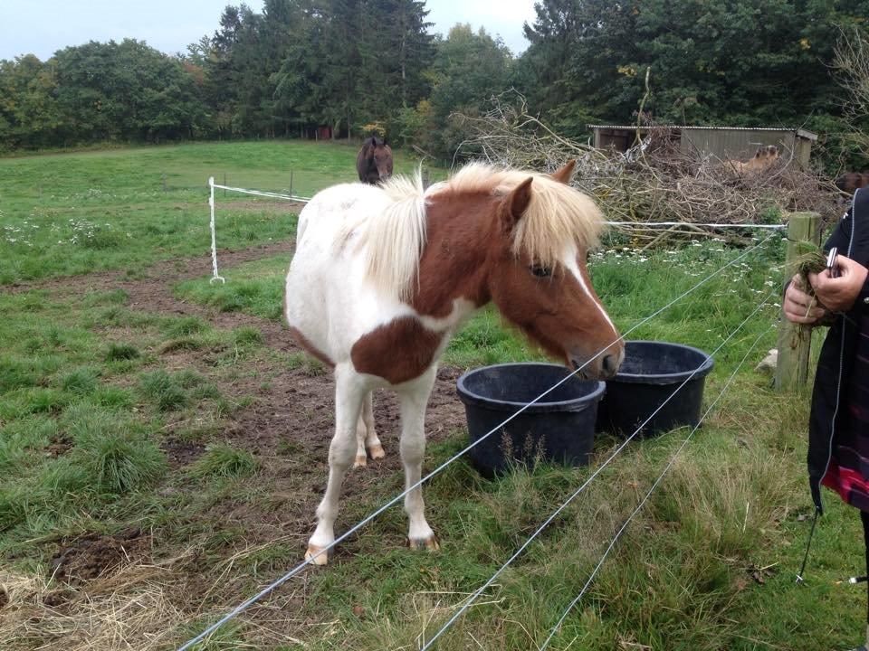 Islænder Ganti billede 6