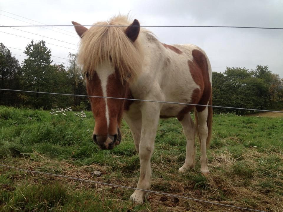 Islænder Ganti billede 7