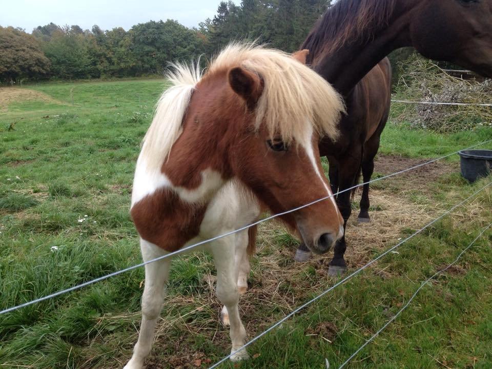 Islænder Ganti billede 8