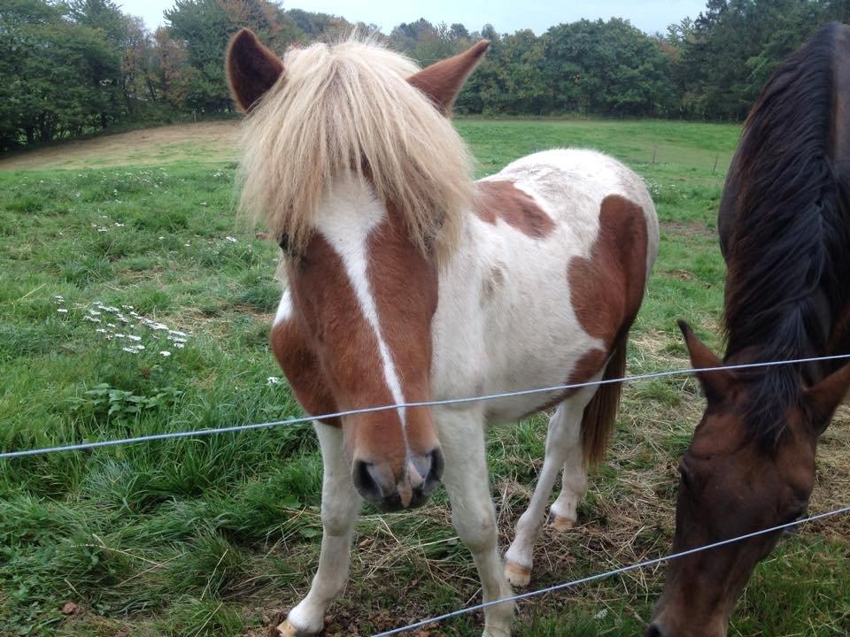 Islænder Ganti billede 9