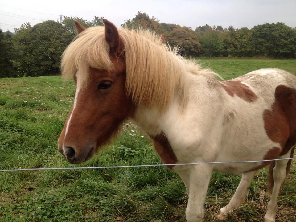 Islænder Ganti billede 10