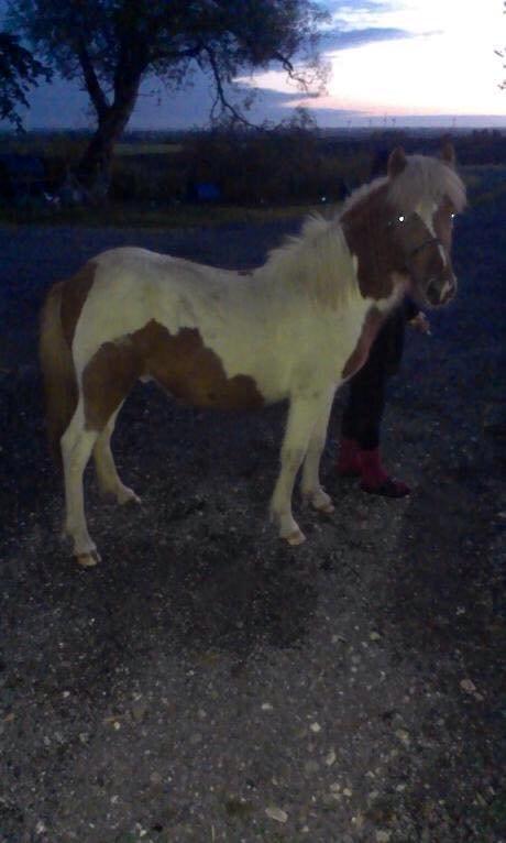 Islænder Ganti - Mig og Ganti billede 12