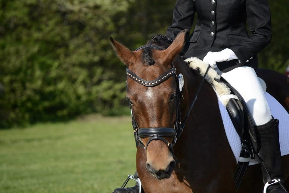 Anden særlig race Roosgårdens Carrera billede 1