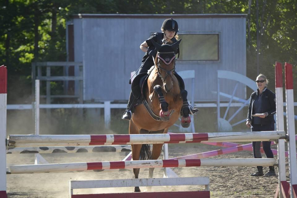 Anden særlig race Roosgårdens Carrera billede 4