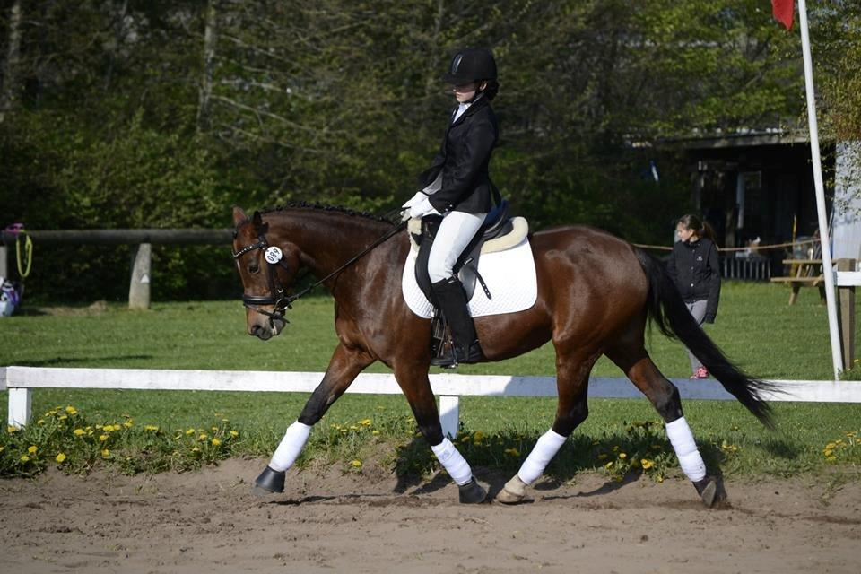 Anden særlig race Roosgårdens Carrera billede 2