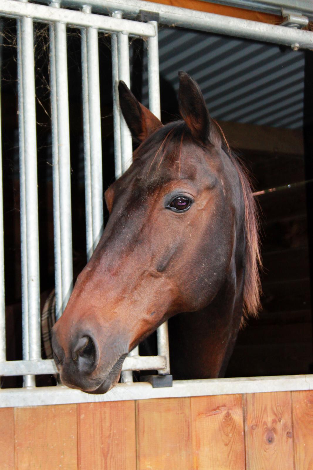 DSP Nørlunds Miss Tanna billede 2