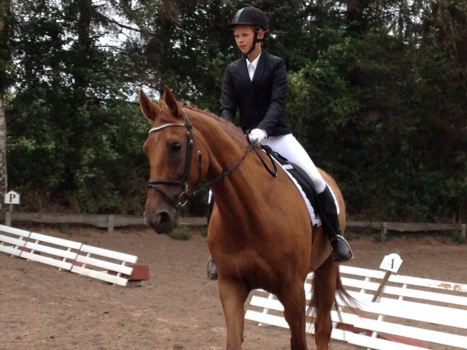 Dansk Varmblod Capella S billede 5