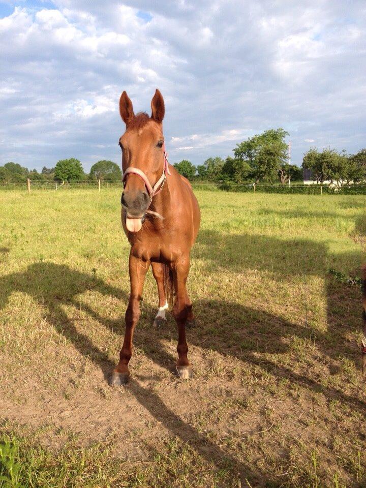 Dansk Varmblod Capella S billede 8