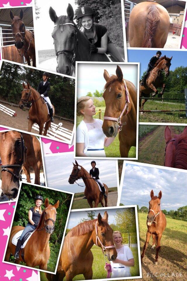 Dansk Varmblod Capella S billede 7