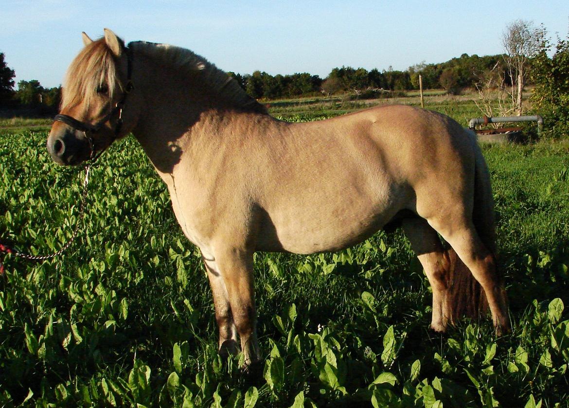 Fjordhest Faust Fyrsø billede 3