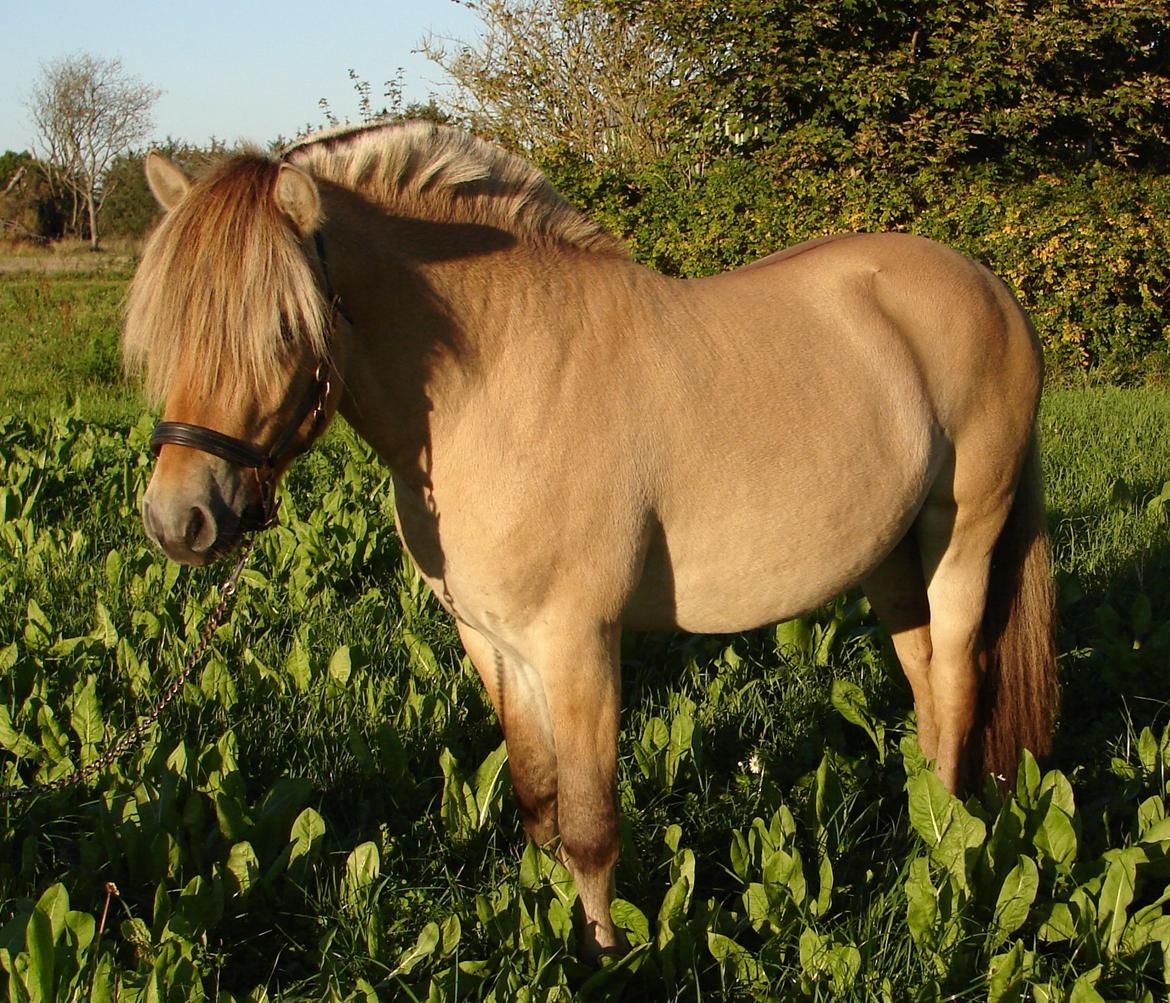 Fjordhest Faust Fyrsø billede 4