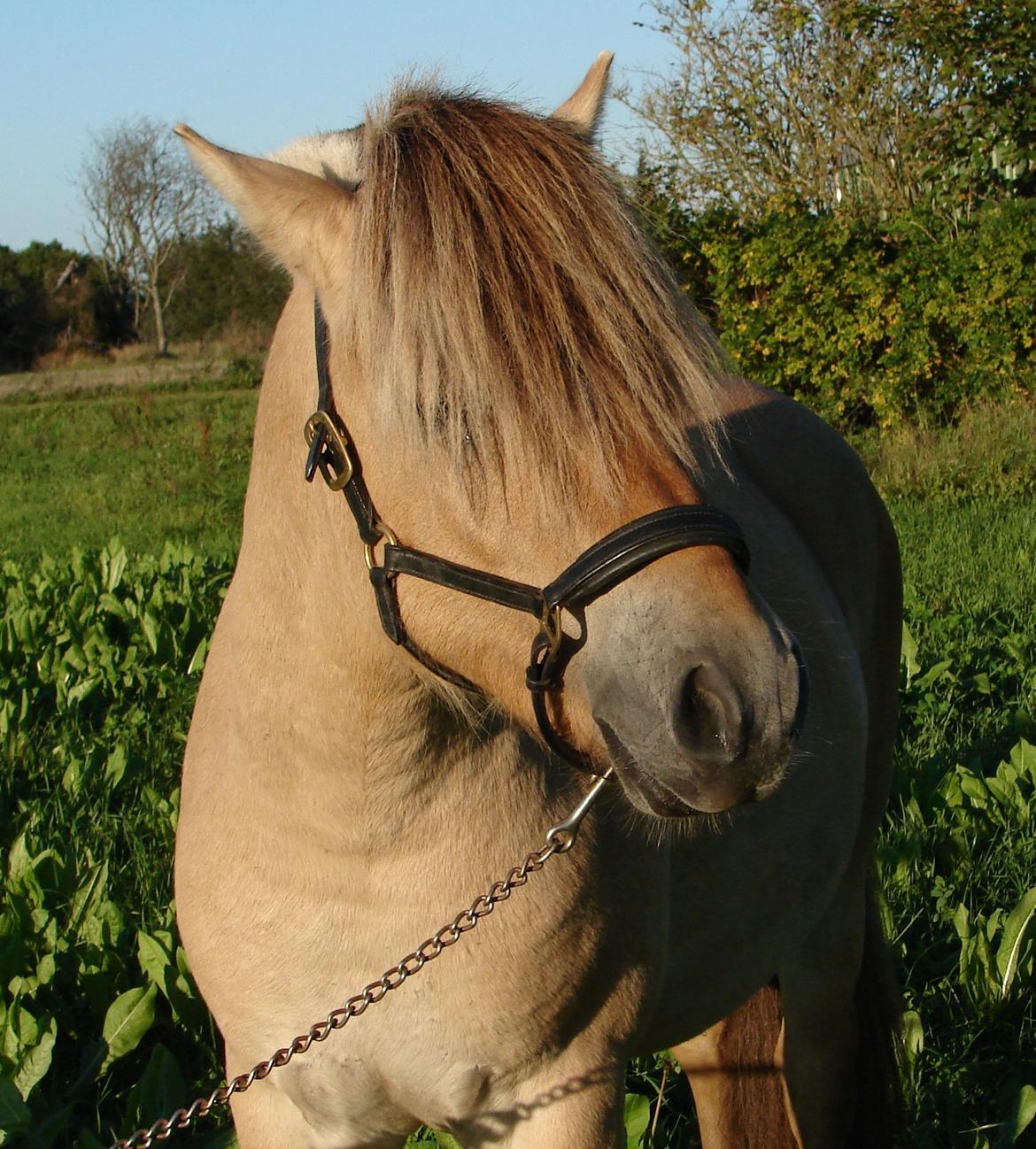 Fjordhest Faust Fyrsø billede 15