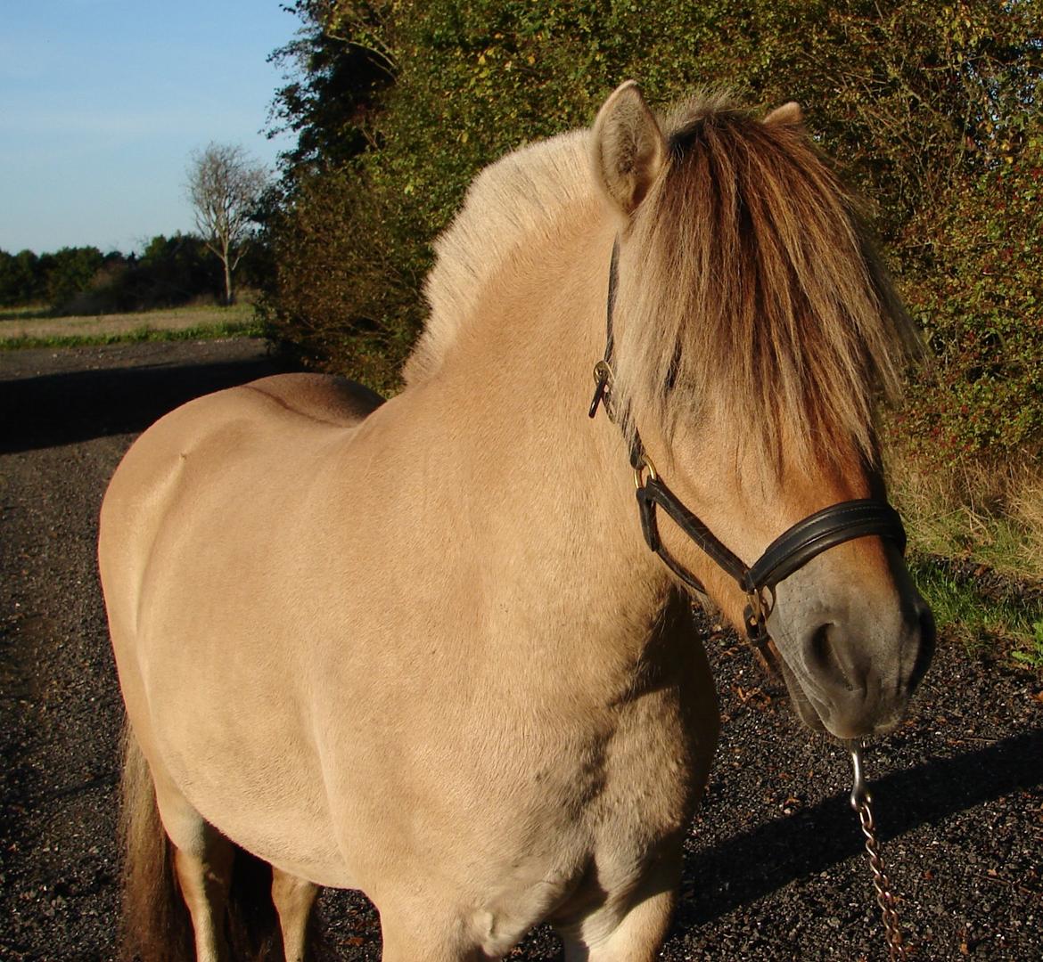 Fjordhest Faust Fyrsø billede 6