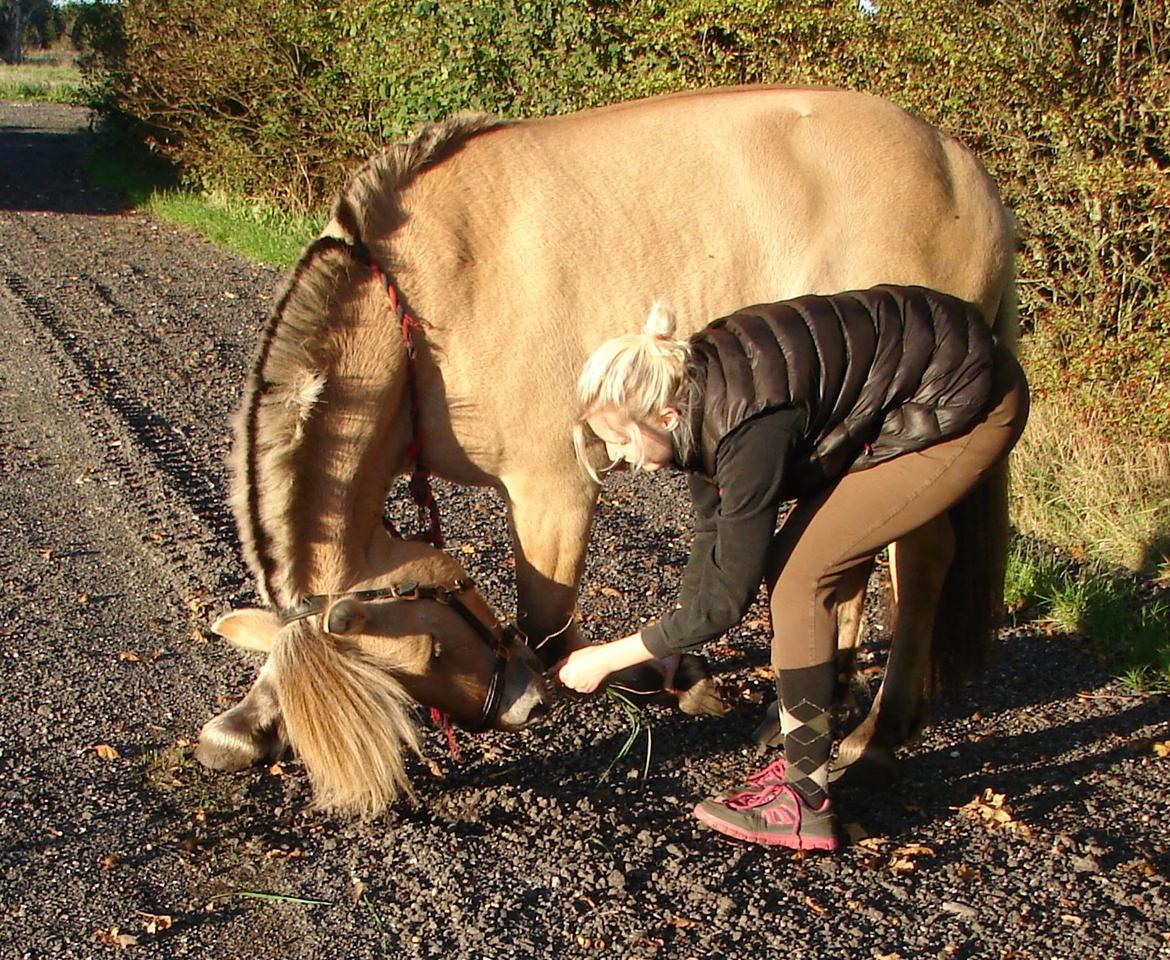 Fjordhest Faust Fyrsø billede 17