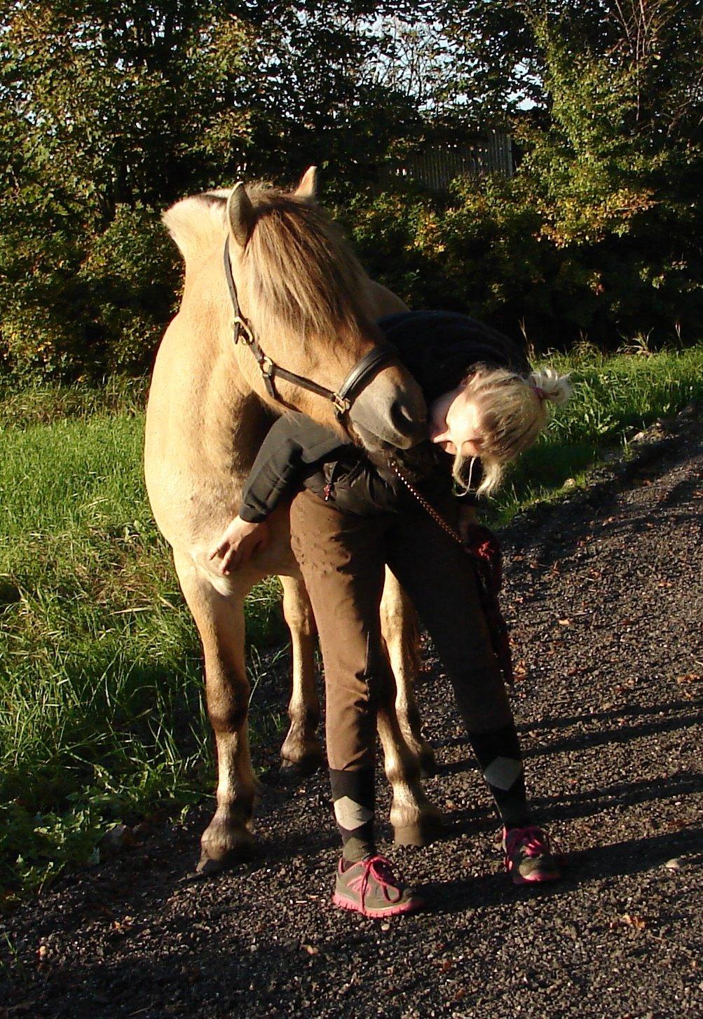 Fjordhest Faust Fyrsø billede 8