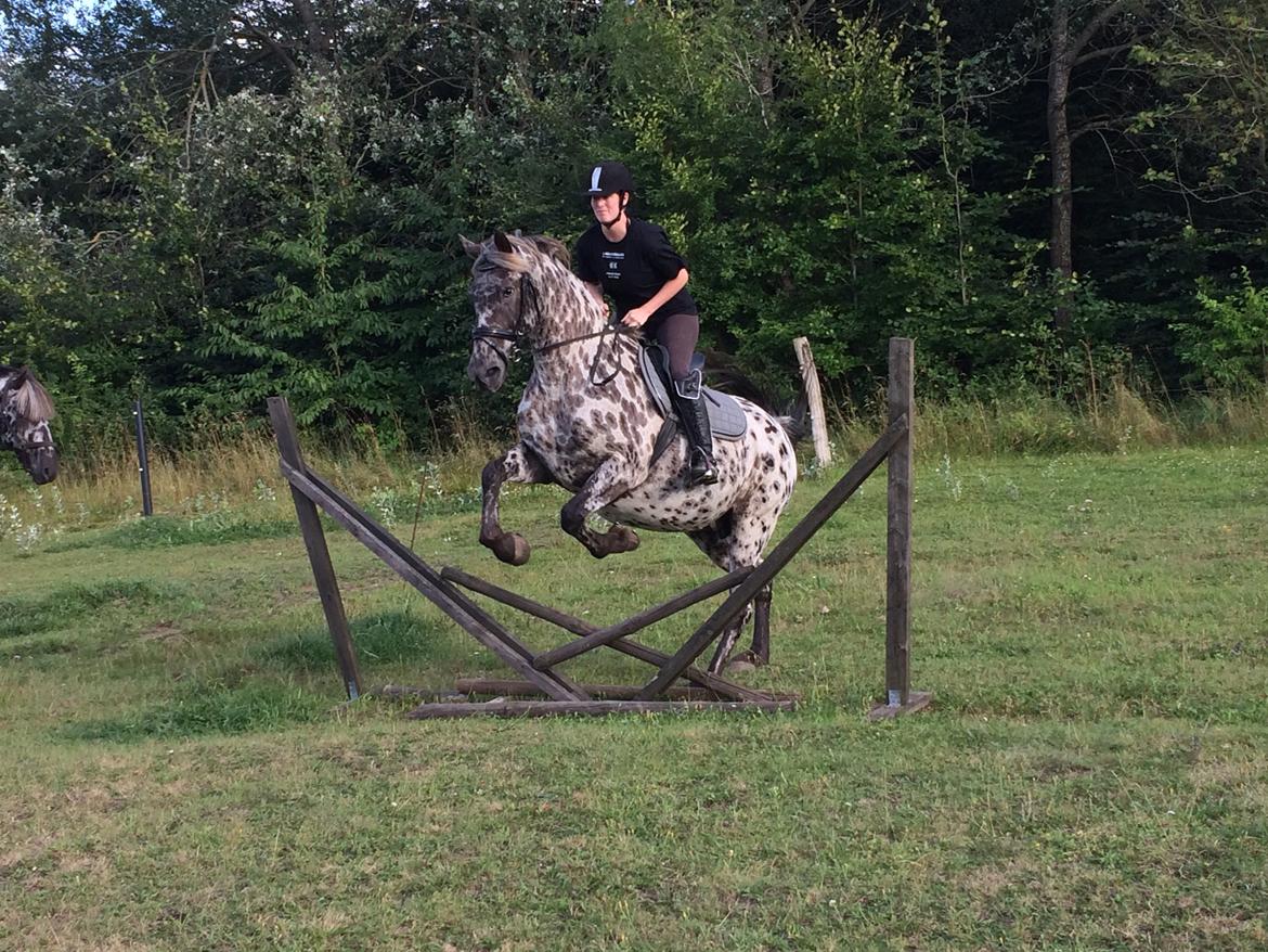 Knabstrupper Funder Nørhedes Surprise billede 12