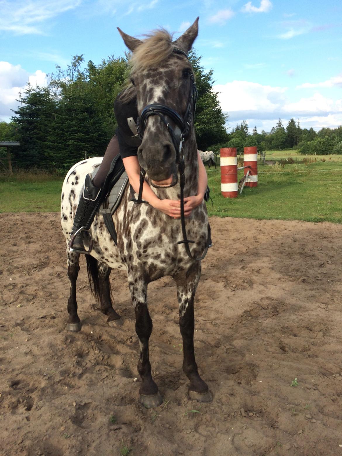 Knabstrupper Funder Nørhedes Surprise billede 16