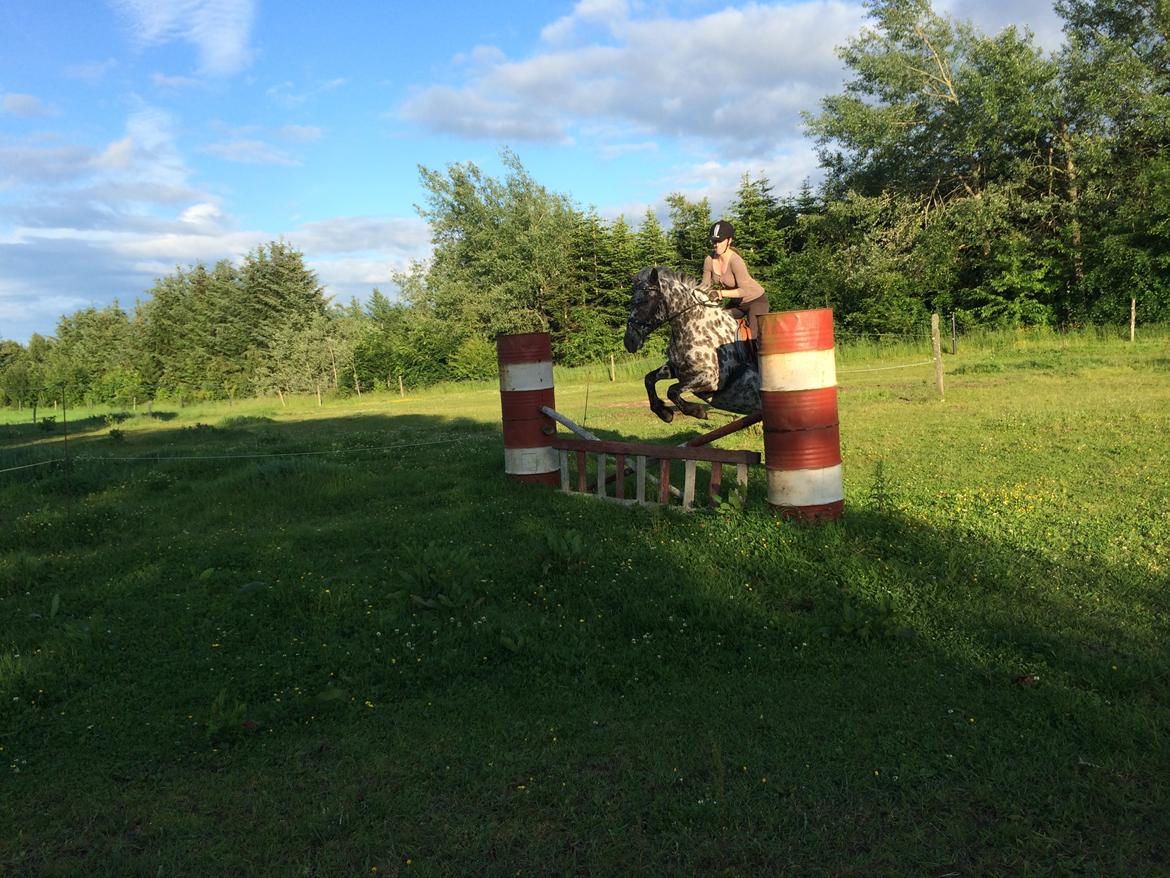 Knabstrupper Funder Nørhedes Surprise billede 25