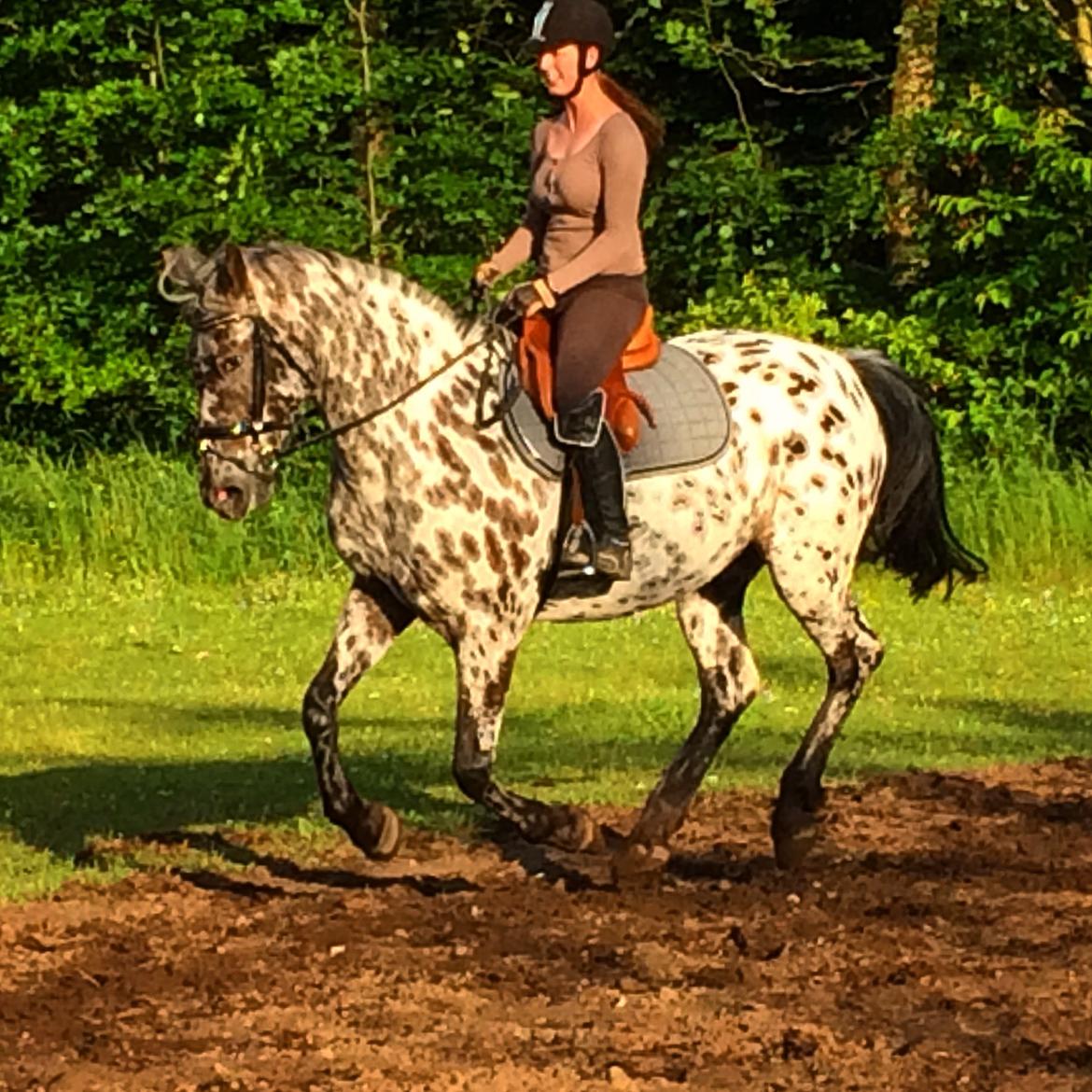 Knabstrupper Funder Nørhedes Surprise billede 28