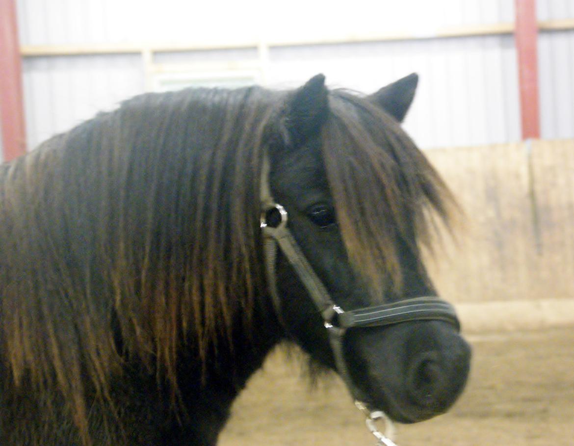 Shetlænder Ryttergaardens Idun billede 7