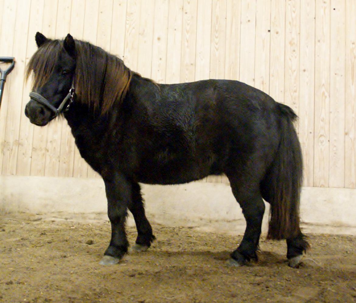 Shetlænder Ryttergaardens Idun billede 8