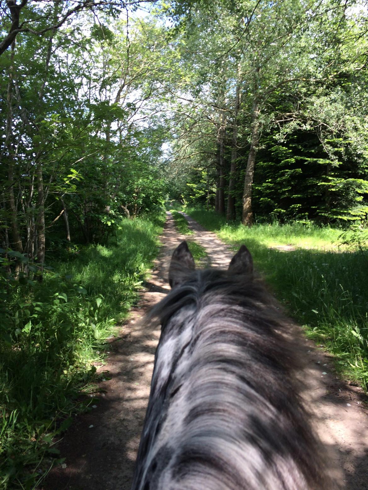 Knabstrupper Funder Nørhedes Surprise billede 20