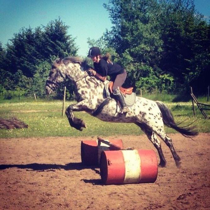 Knabstrupper Funder Nørhedes Surprise billede 21