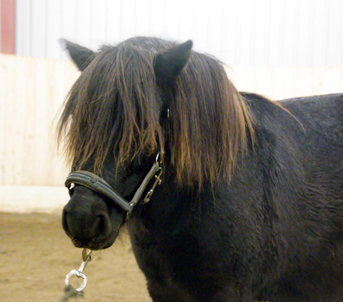 Shetlænder Ryttergaardens Idun billede 6