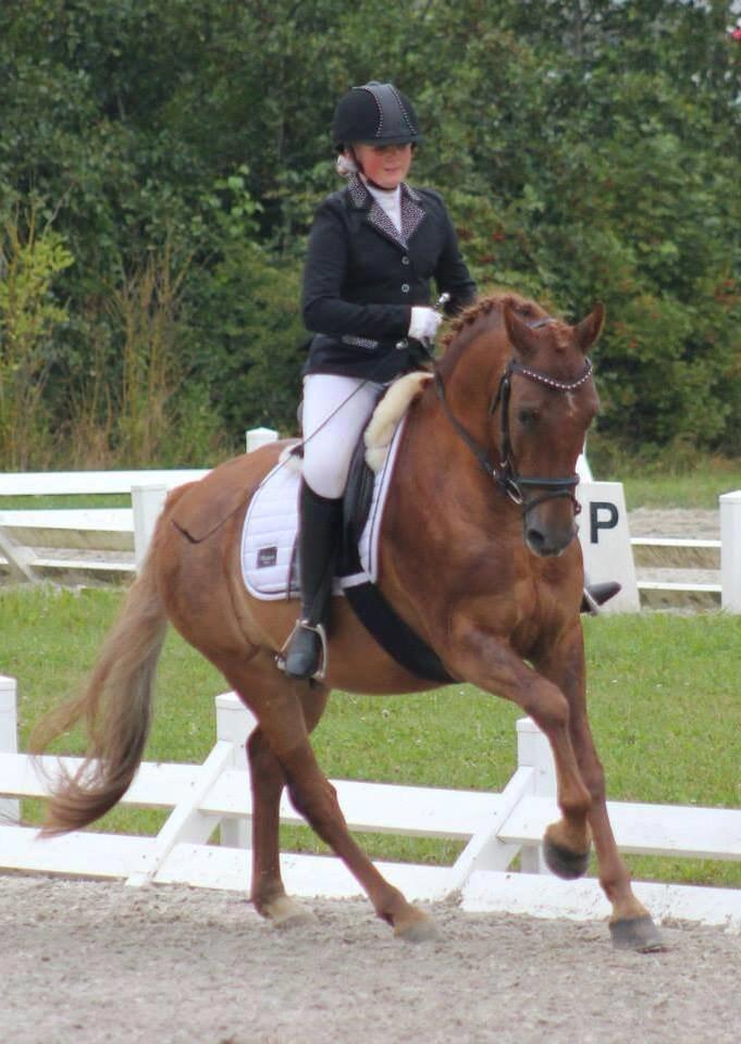 Welsh Cob (sec D) Reballe Centaurium billede 7