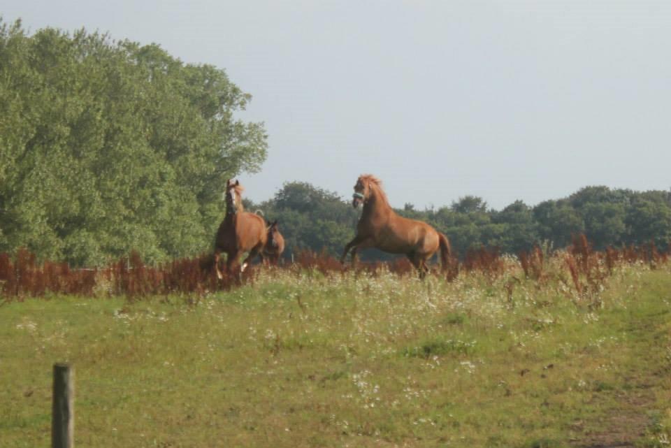 Welsh Cob (sec D) Reballe Centaurium billede 11