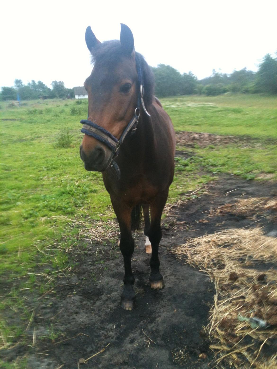 New Forest Holsdams Martiin - Ser altid glad ud på folden. billede 1