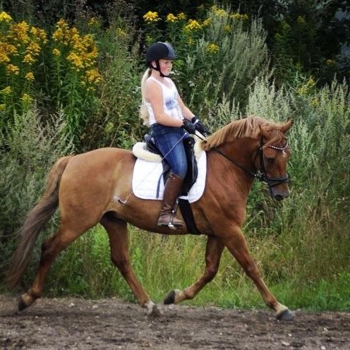 Welsh Cob (sec D) Reballe Centaurium billede 14