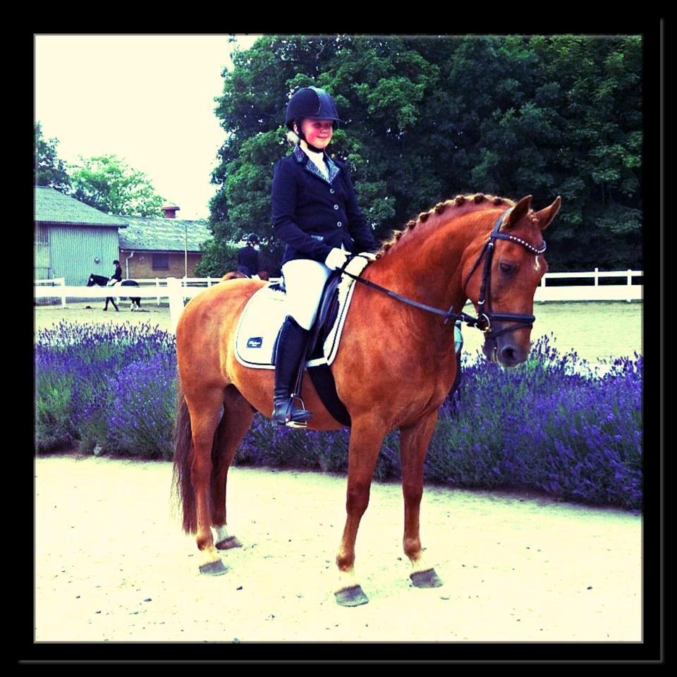 Welsh Cob (sec D) Reballe Centaurium billede 12